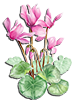 cyclamen